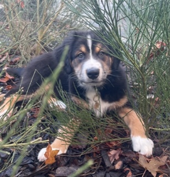 Hier ist ein Welpe zu sehen.