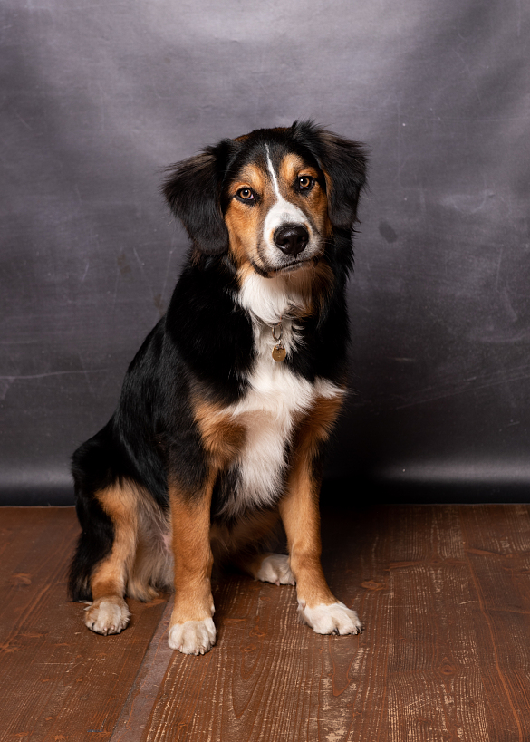 Hier ist ein Hund zu sehen.