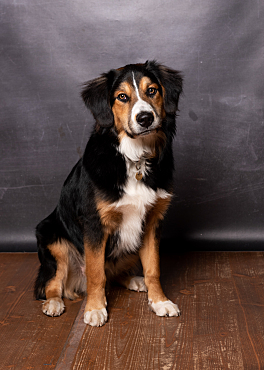 Hier ist ein Hund zu sehen.