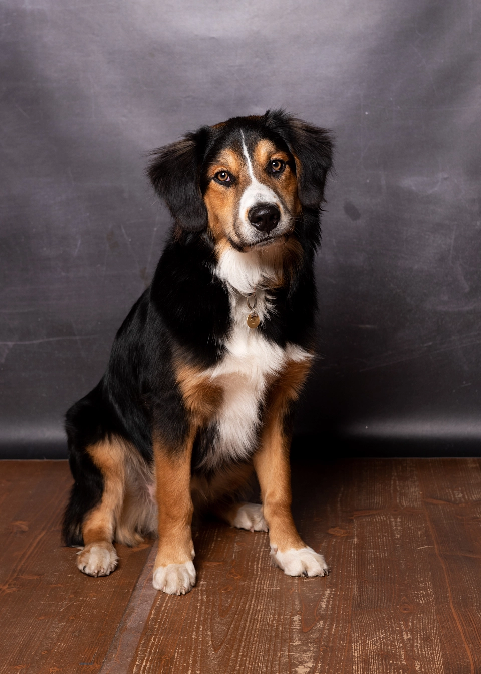 Hier ist ein Hund zu sehen.