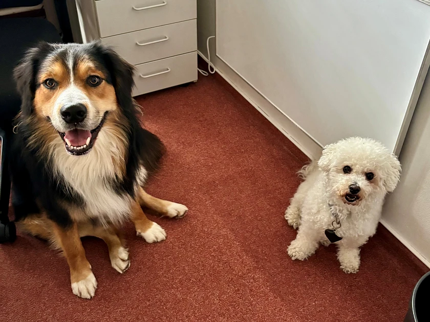 Hier sind zwei Hunde zu sehen.