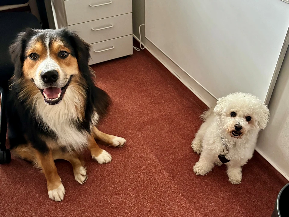 Hier sind zwei Hunde zu sehen.