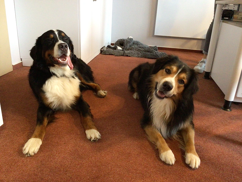 Hier sind zwei Hunde zu sehen.